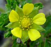 Potentilla supina