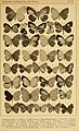 J. c. aruanus male (figure 12), J. cyta nemea as callinicus (Röber, 1886) (male figure 15), J. cyta optimus (Röber, 1886) (male figure 16), J. cyta optimus (Röber, 1886) as griseus (male figure 18)