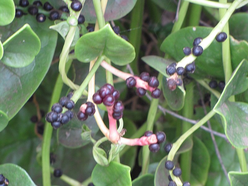 File:Starr-090806-3816-Basella alba-fruit and leaves-Wailuku-Maui (24971363025).jpg