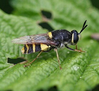 Bronlangsprietwapenvlieg Stratiomys potamida