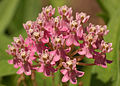 Flowers closeup