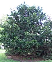 Taxus chinensis Chinese Yew