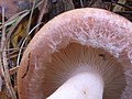 Cuticule fibrilleuse (Lactarius torminosus)