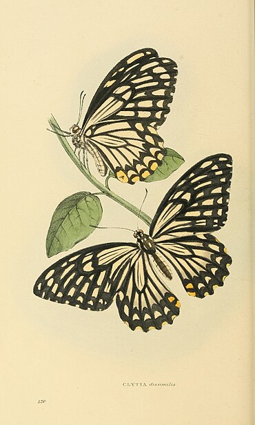 Plate 120.