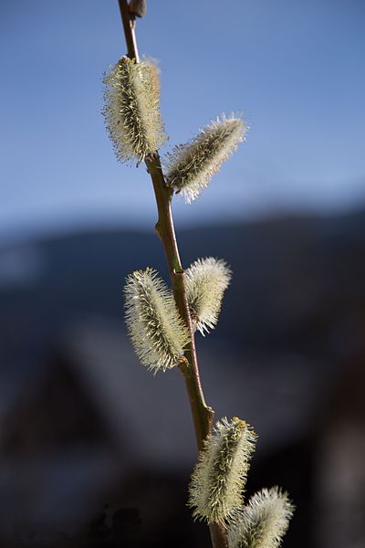 File:Männliche Blütenkätzchen der Reif-Weide.jpeg