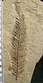 Metasequoia branchlet dell'Eocene