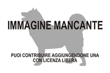 Immagine di Eotmantsoius perseverans mancante