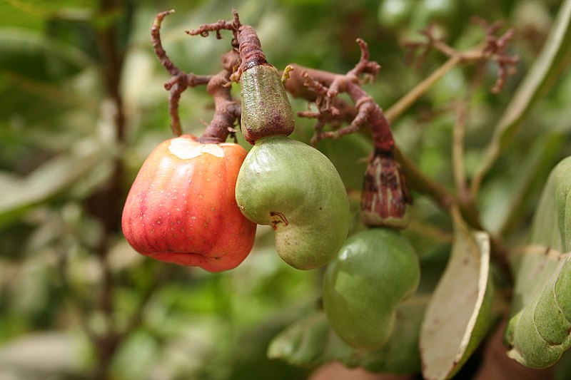 File:Anacardium occidentale MS 4693.JPG