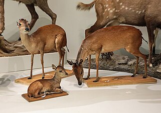 Antilopes - Muséum d'Histoire naturelle de Troyes