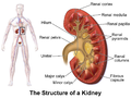 Structure of a Kidney