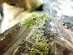 thin, branched green twiglets growing out of small, scattered green leaves in a depression in a log