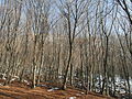 A forest in Trentino (Italy)