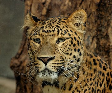 Leopard de Amur