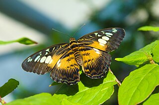 Parthenos sylvia