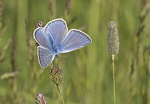 Male - Upperside