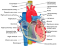 Relations of the aorta, trachea, esophagus and other heart structures.