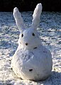 Snowrabbit