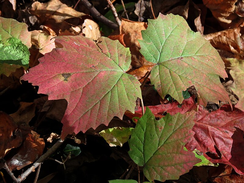 File:Viburnum acerifolium (30701655762).jpg