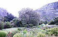 A mature tree blooming in South Africa