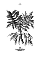 Fraxinus excelsior plate 137 in: Wayside and woodland blossoms, 1895 alternative