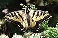 Papilio rutulus