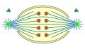 halboffene Orthomitose