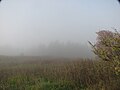 On summit of Black Balsam Knob during early morning spring haze.