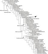 A-New-Basal-Hadrosauroid-Dinosaur-(Dinosauria-Ornithopoda)-with-Transitional-Features-from-the-Late-pone.0098821.g015.jpg