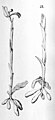 Bipinnula polysyka plate 21 fig. III in: Alfred Cogniaux: Flora Brasiliensis vol. 3 pt. 4 (1893-1896) (Detail)