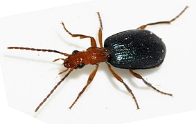 Brachinus-explodens-02-fws.jpg