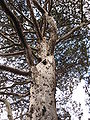 Cupressus guadalupensis (Guadalupe Cypress)