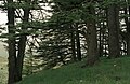 'Cedars of God', Lebanon