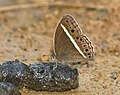 * Nomination: Closed wing dung puddling activity of Telinga malsara (Moore, [1858]) - White-line Bushbrown. By User:Rijuroy89 --Atudu 05:30, 5 November 2024 (UTC) * * Review needed