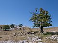 * Nomination Landscape of the Entzia mountain range. Álava, Basque Country, Spain --Basotxerri 14:36, 19 August 2016 (UTC) * Promotion Good quality. --Hubertl 15:46, 19 August 2016 (UTC)