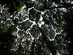 Canopy view from below