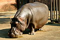 Flusspferd im Zambezi River Hippo Camp