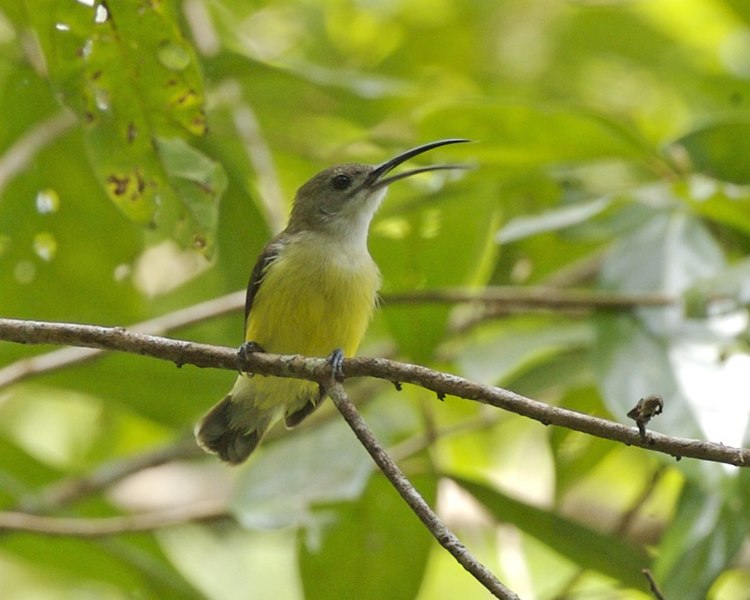 File:Little Spiderhunter (Arachnothera longirostra) - Flickr - Lip Kee.jpg