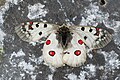 Image 11The alpine Apollo butterfly has adapted to alpine conditions. (from Alps)