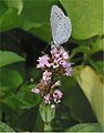 Celastrina argiolus on Mentha × piperita