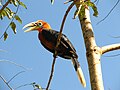 Rufous-necked hornbill