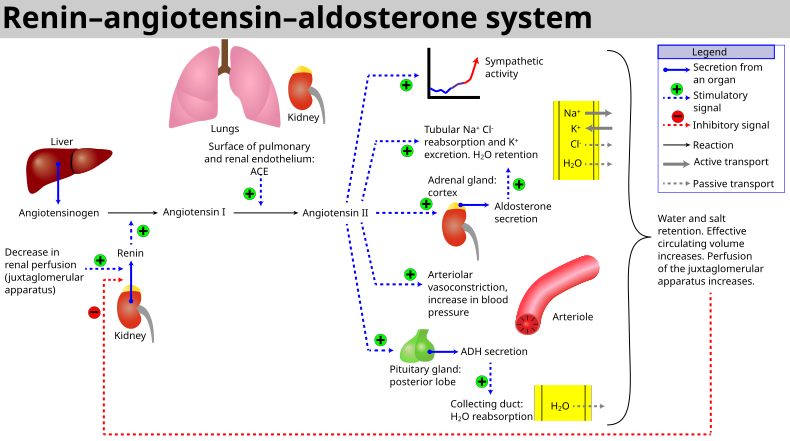 Renin-angiotensin-aldosteron-systemet