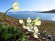 Spetsbergsvallmo på Svalbard, juli 2004.