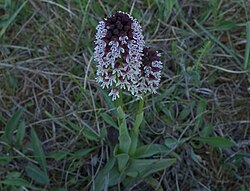 Tõmmu käpp Orchis ustulata