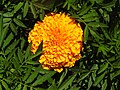 * Nomination: A photo of an orange Tagetes flower, slightly obscured by the surrounding dark green leaves. By User:The People's Internet Legacy Assets 16:35, 2 November 2024 (UTC) * * Review needed