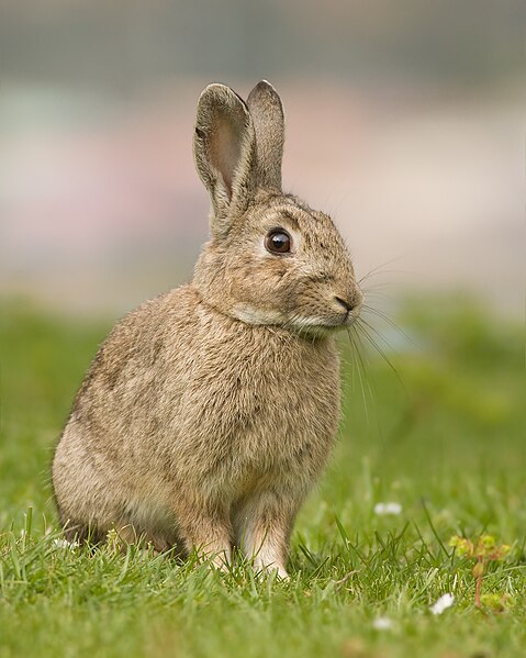 File:Oryctolagus cuniculus Tasmania 2.jpg