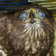 Buteo buteo paupières nictitantes.png