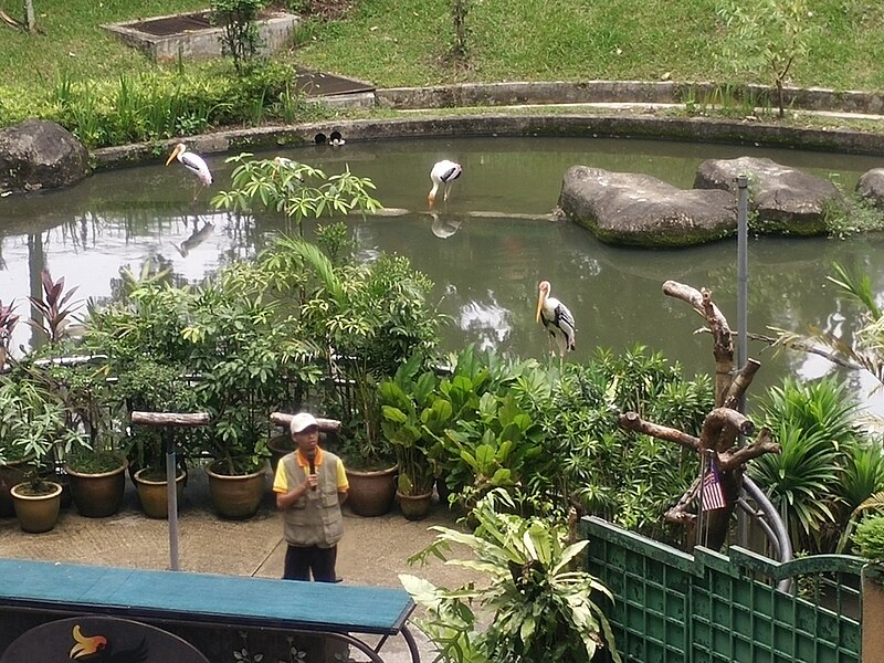 File:Bird Park in Kuala Lumpur (Malaysia) (45).jpg