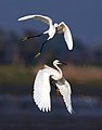 Image 38Egrets are herons which have white or buff plumage, and develop fine plumes (usually milky white) during the breeding season.. The pictured specimens were photographed at Sundarbans East Wildlife Sanctuary, Bagerhat. Photo Credit: Md shahanshah bappy