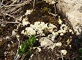 Fulgensia fulgens sur une mousse.