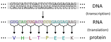 Central dogma depicting transcription from DNA code to RNA code to the proteins in the second step covering the production of protein.